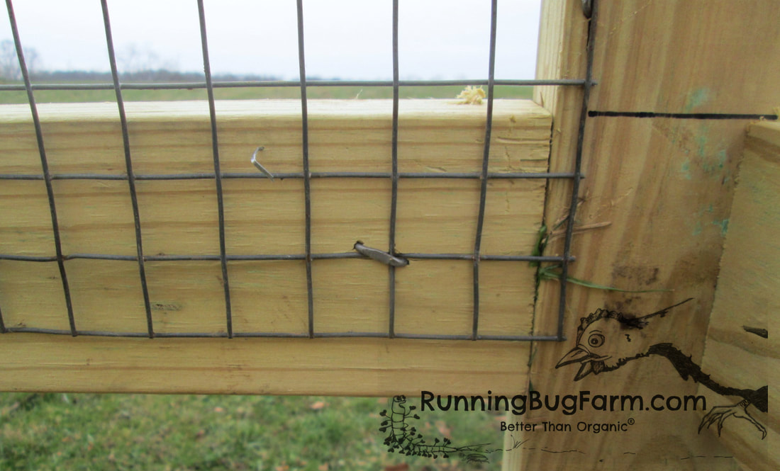 Building your own outdoor English Angora rabbit hutch. Rabbits love to chew. Using fence staples, hammer 1x1