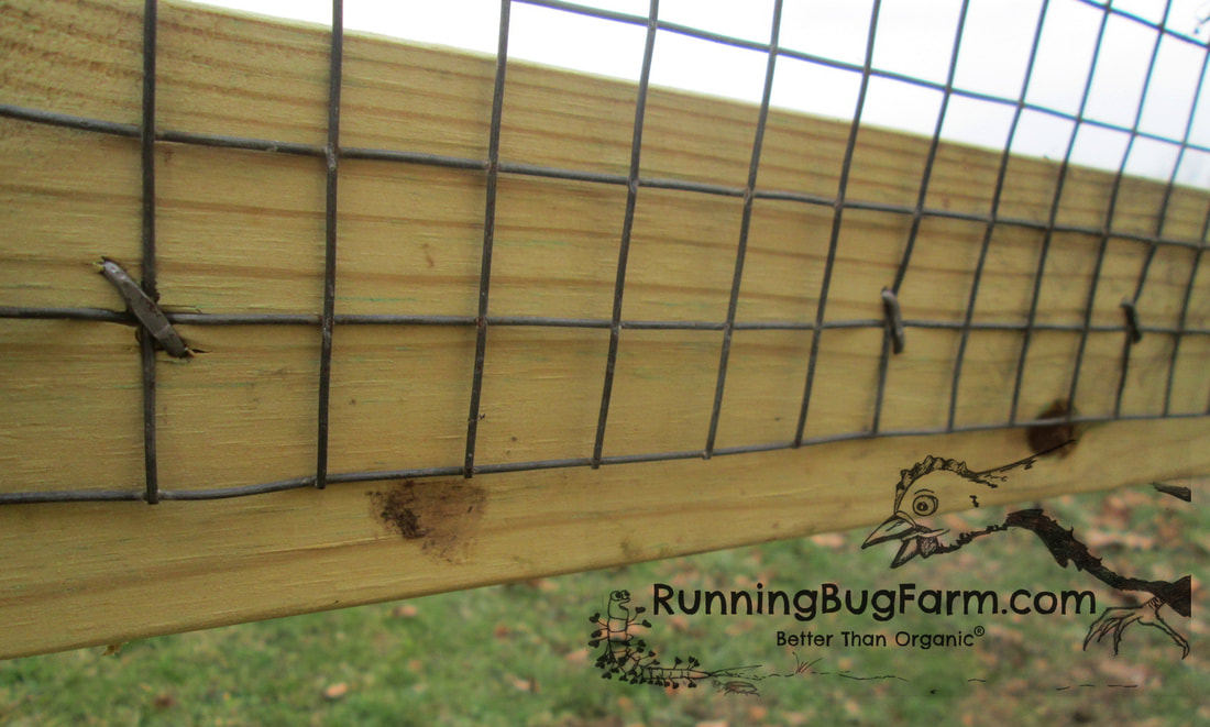 DIY English Angora rabbit hutch basics. Rabbits love to chew. Using fence staples, hammer 1x1