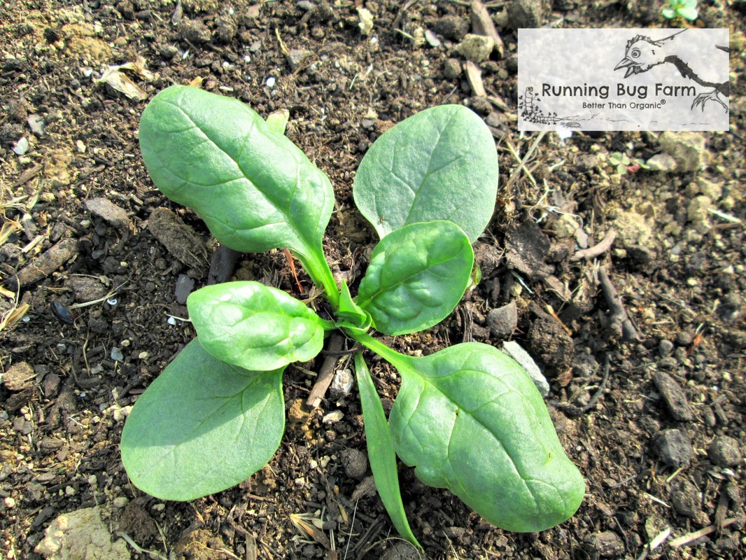 Learn how to grow your own non gmo spinach organically with these easy to follow directions from Running Bug Farm.