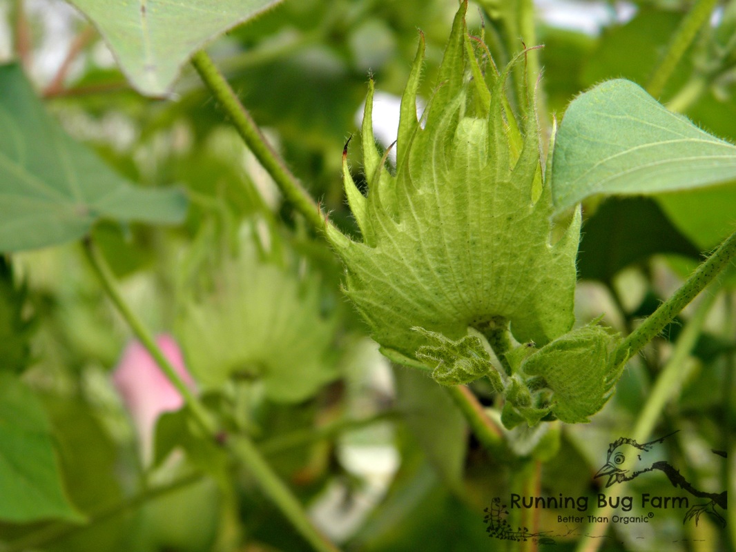 Growing heirloom cotton free from chemicals and other toxins is possible. This growing guide shows you how easy it is to get started on your path to fiber freedom.