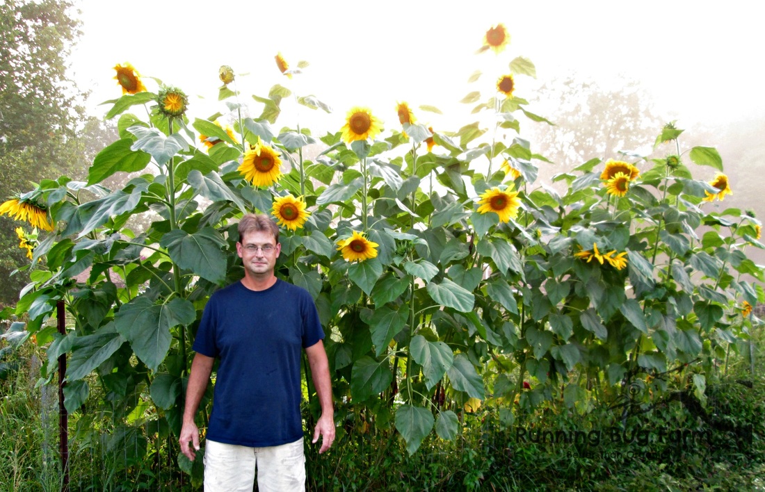 How to grow your own tall sunflowers starting from seeds