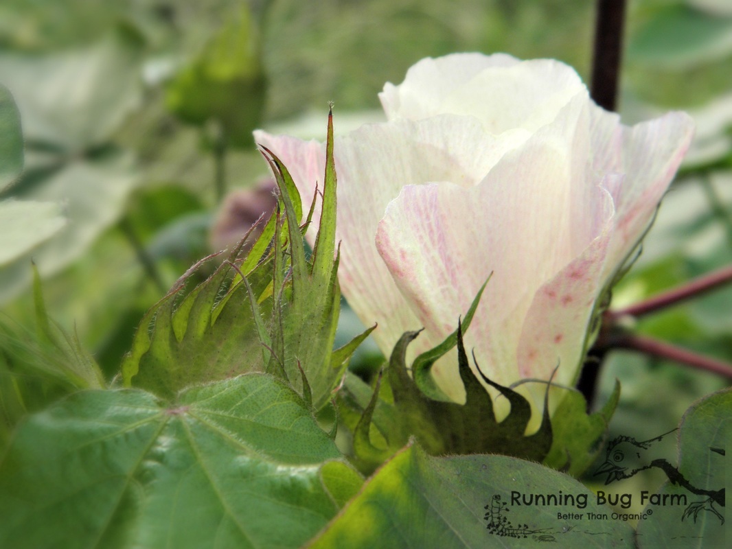 Heirloom cotton is not only a beautiful plant, but you can also grow your own naturally colored chemical free cotton for spinning, textiles and more!