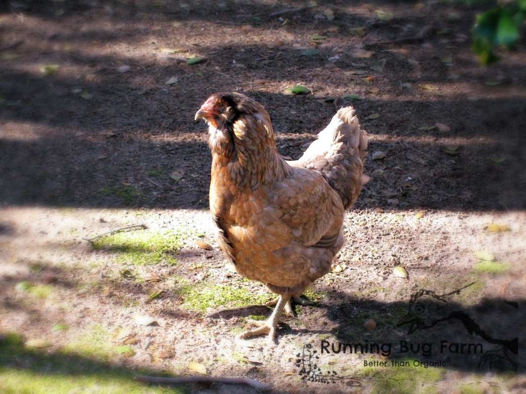 Easter Egger chicken who ran like the road runner when we came home and also growled at us...