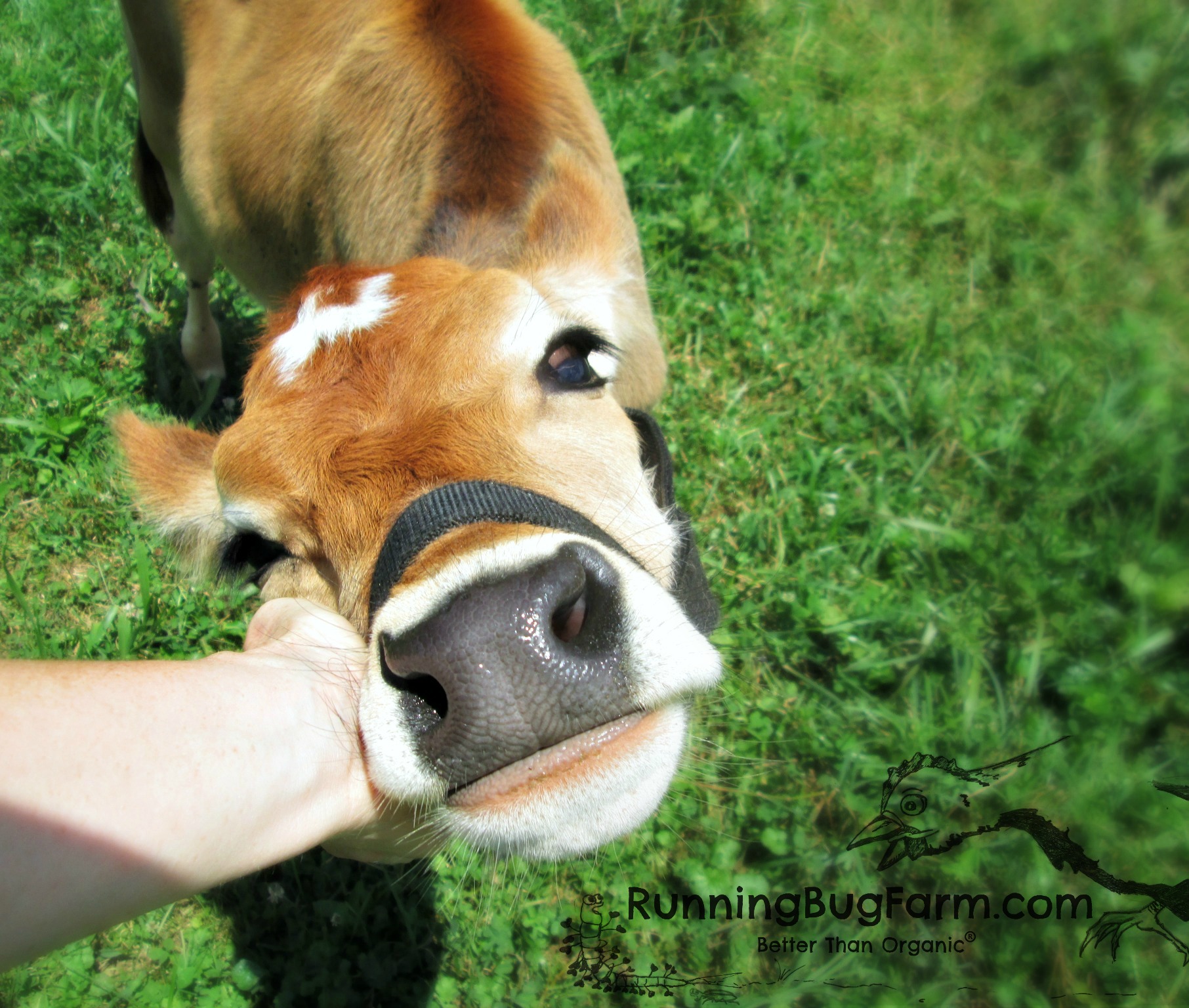 Homesteading: Our First Jersey Dairy Cow