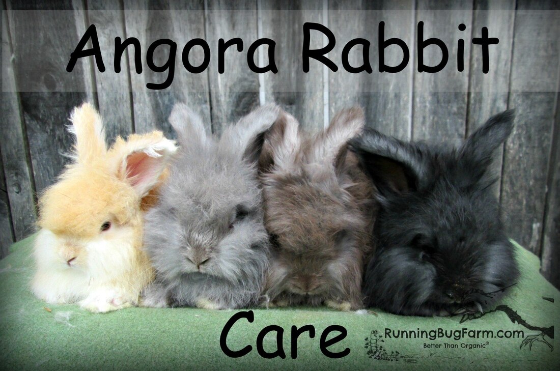 Angora Rabbit Care