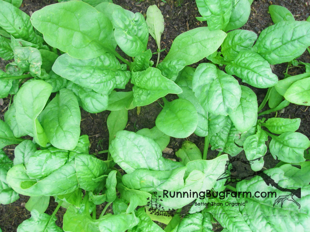 Learn how to grow your own delicious and nutritious organic spinach at home with these easy to follow directions.