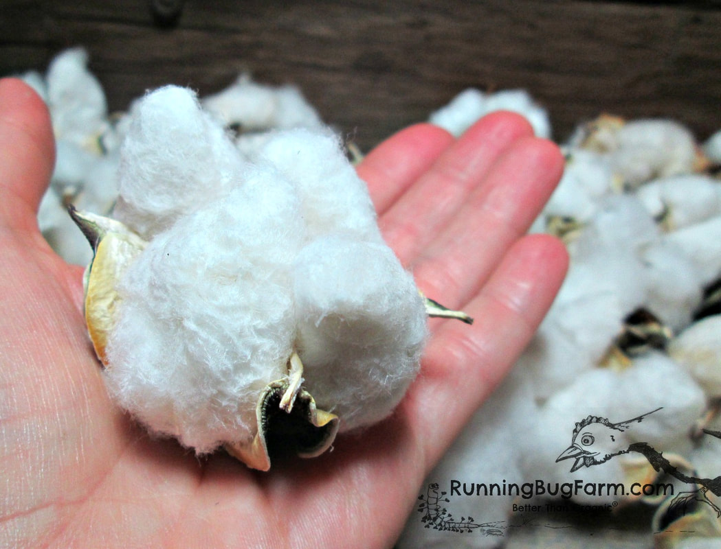 Organically grow your own heirloom Red Foliated White cotton plants from seed. You can spin the lint, dye it, use it as fiber fill and more. Or, grow the plant simply for it's beauty. The choice is yours.