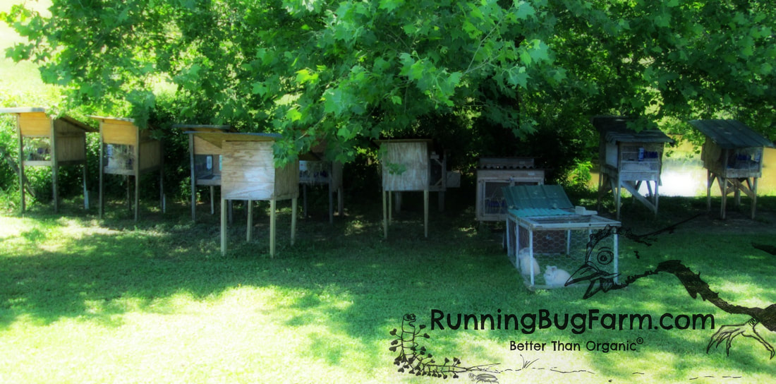 Multiple hand built outdoor English Angora rabbit huches called Bunny Town. All hutches are in the shade. This helps you see the many options you have for building your bunnies new home.