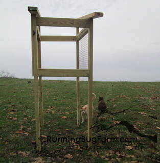 Learning to build an outdoor rabbit hutch. Here I show the basic frame work you will need.