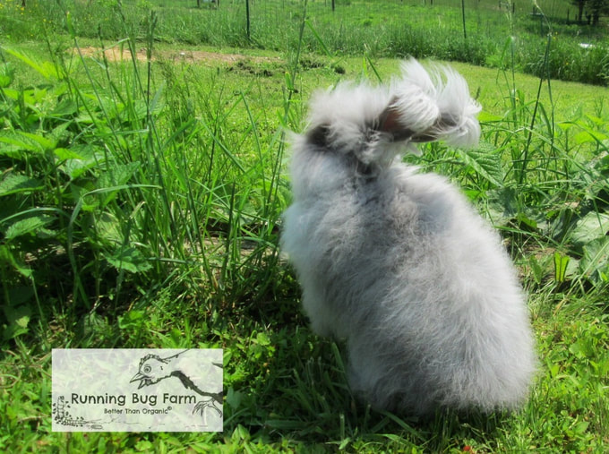 Learn how to properly care for your new angora rabbit.