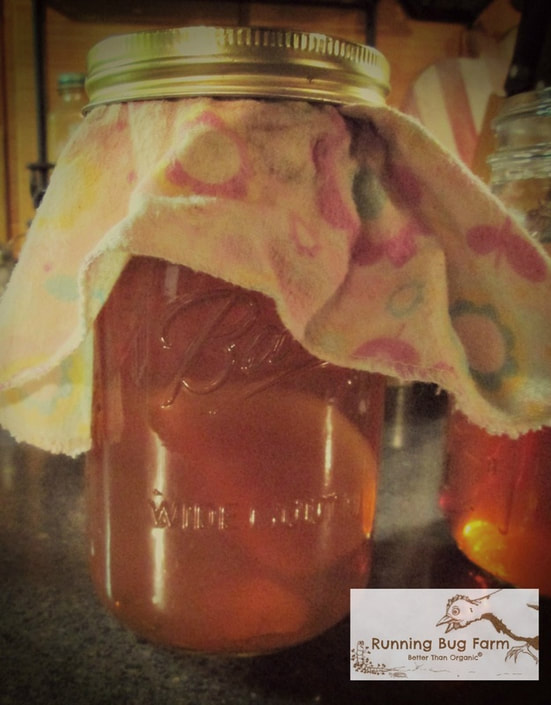 Home brewed SCOBY Kombucha Mother and Baby. Making your own is so easy. Learn how with my step by step guide with photos.