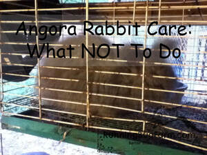 Angora Rabbits, Housing: What NOT To Do