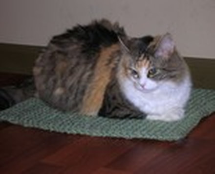 Picture of a Running Bug Farm customers calico cat sitting on a hand knitted kitty pad.
