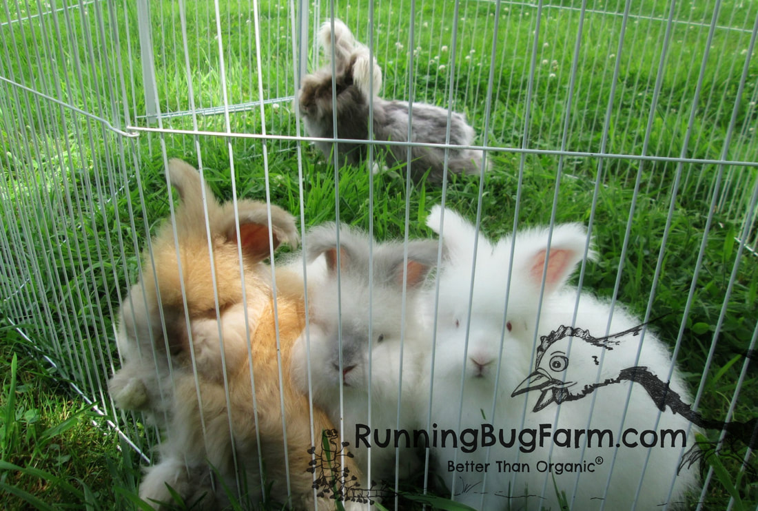 Learn how to house English Angora kits with their mother safely outdoors in a shaded rabbit play pen.  Running Bug Farm USA.