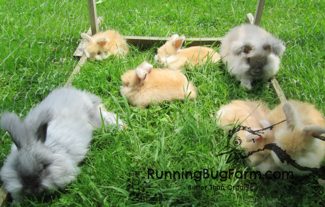 Build your own angora rabbit tractor. English angora rabbits enjoy time on the ground in shaded and protected conditions that are clean and monitored. You can DIY this project rather easily even on a restricted budget.