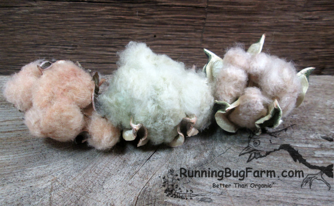 Heirloom cotton comes in colors other than white - naturally! My growing guide shows you how I grow cotton on my woman owned Eco Farm in West Virginia.