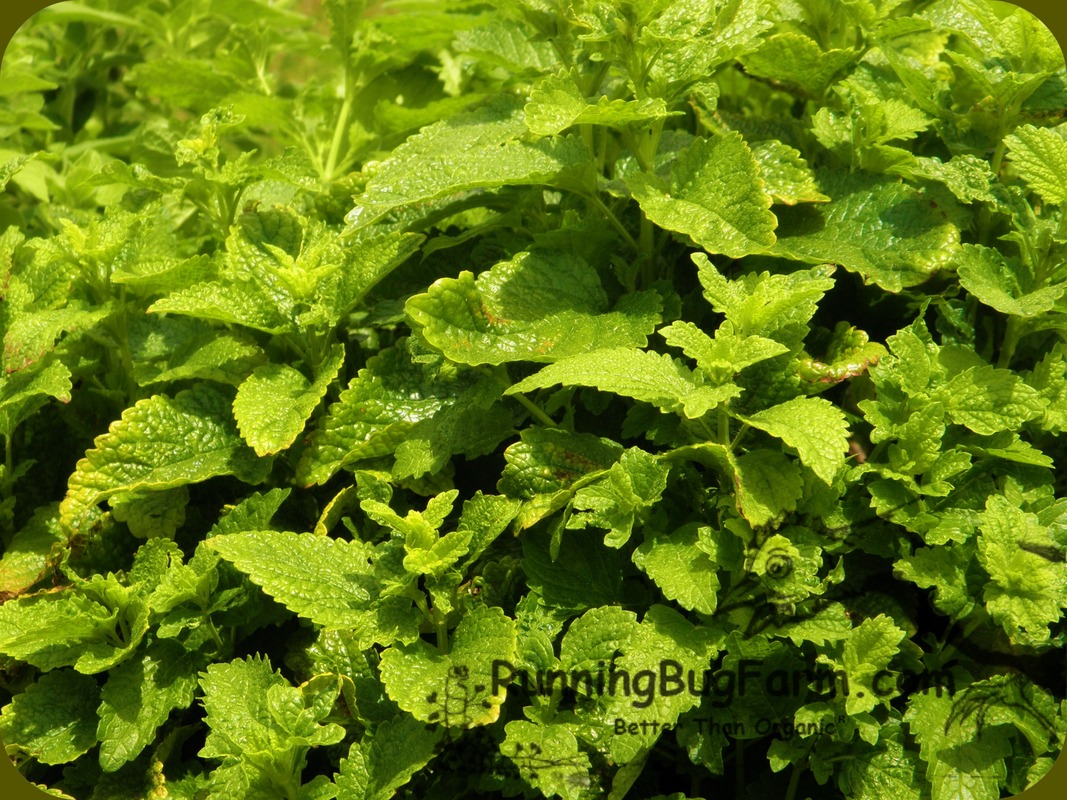 Learn how easy it is to grow your own organic and non gmo lemon balm herb from seed for relaxing teas, tinctures and more.