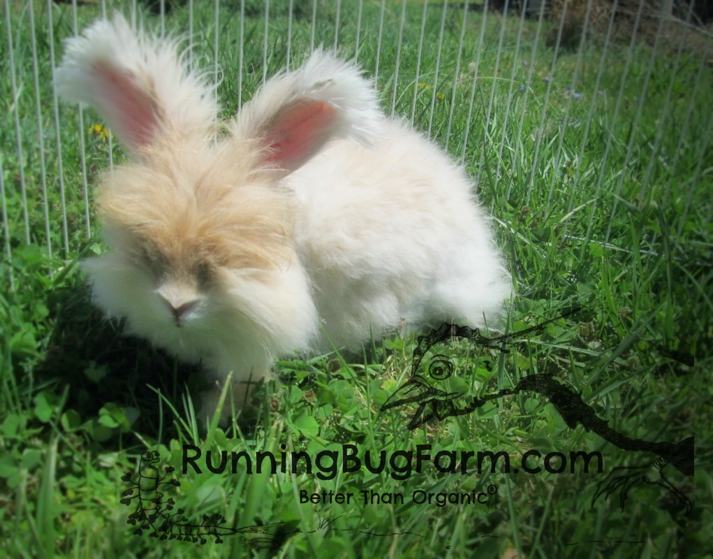 Picture of a cream colored English Angora rabbit with it's coat trimmed down.