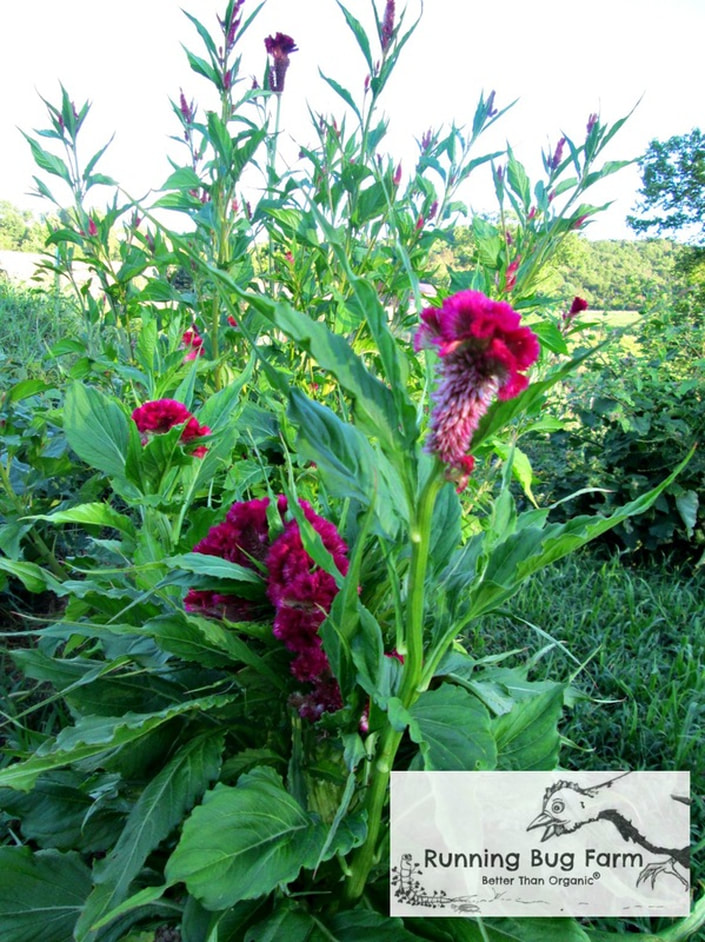 Picture of wild growing small roosters comb flowers. Follow these basic guidelines to get started with your own wild flower garden.