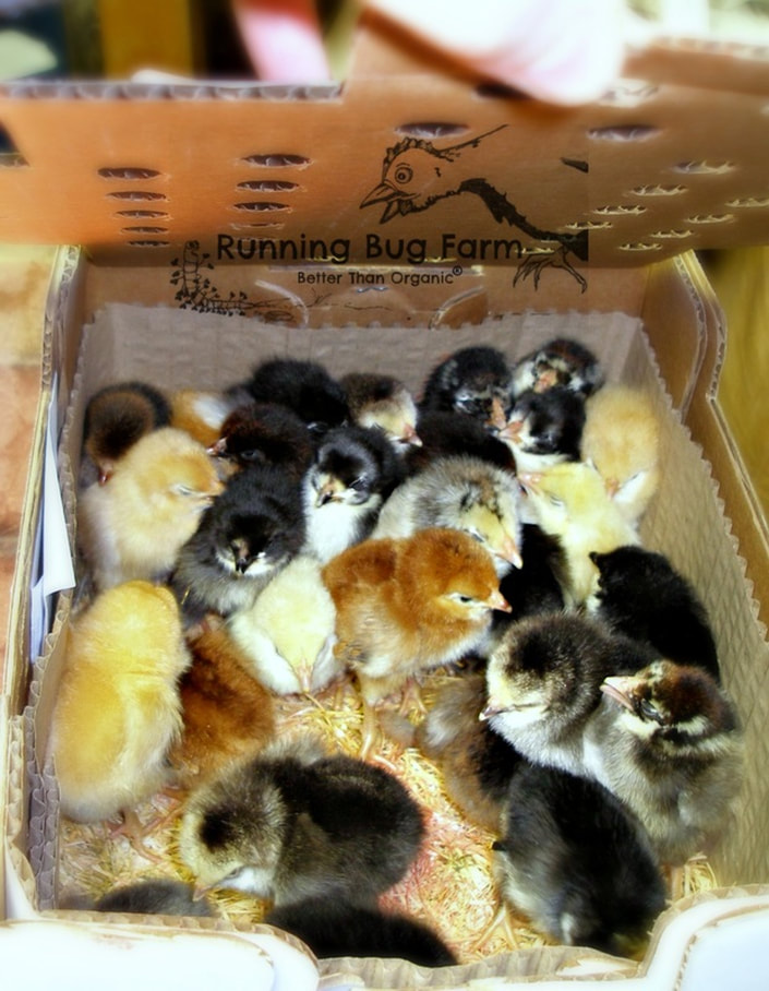 Ordering a box of chicks for the first time from a hatchery? This is our chick adventure as newbies. We did such a good job mothering, that not a single chick or adult died. Check out how we did it, here.