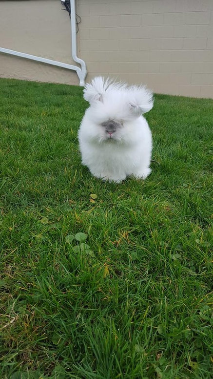 This is Moon Stone, we got him from Jen & John about 6 months ago and he is doing great.     He loves to run around in the grass and sit and nibble. This picture was taken Dec 27. Here in WV.  Customer appreciation photo of an English Angora rabbit purchased from Running Bug Farm.