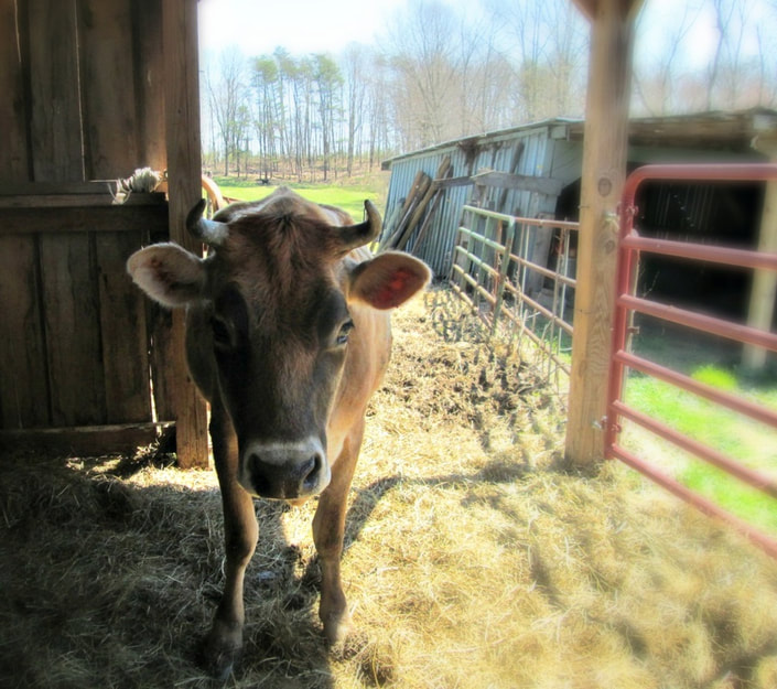 Homesteading Greenhorns: Our First Dairy Cow