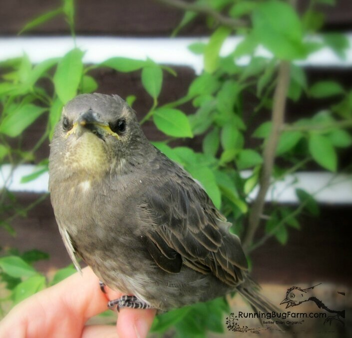 Picture of a baby starling chick perched on my finger. It fell down my chimney.