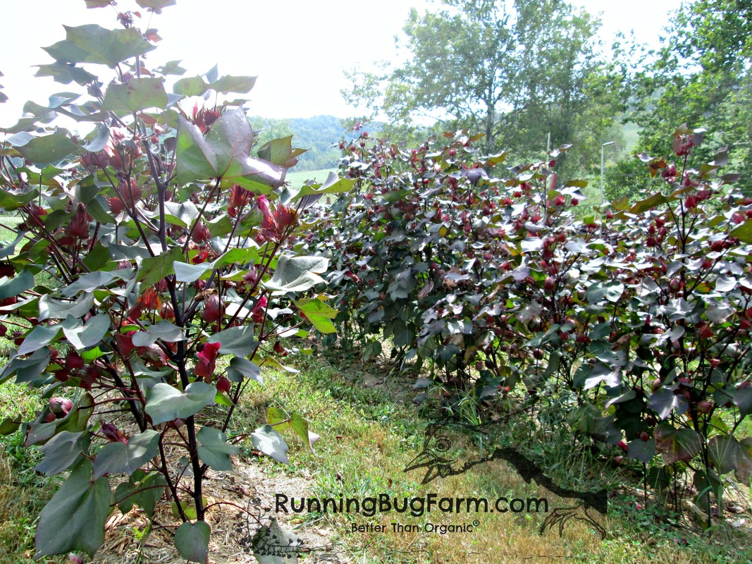 Heirloom Red Foliated White cotton plants are stunning to grow. Gain a little indepence with my growing guide. Once harvested, save the seed to plant the following season organically.