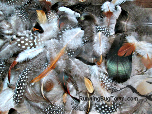 Assorted Lot of Real Bird Feathers for Crafts | Ethically Sourced Plumes |  Running Bug Farm | USA