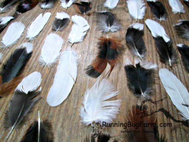 Ethically Sourced Bulk and Wholesale Feathers for Crafts - Running