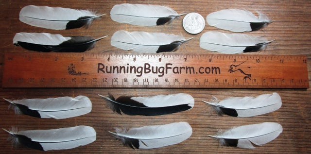 Black and White Barnyard Bird Wing Feathers Qty: 12 Size: 3-3.5