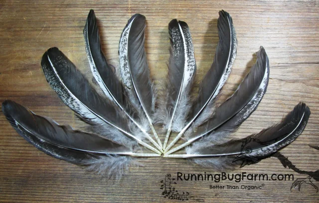 4 Pieces - Natural Green  Parrot Wing Feathers -Rare- Craft Supply  Fly Tying | Moonlight Feather