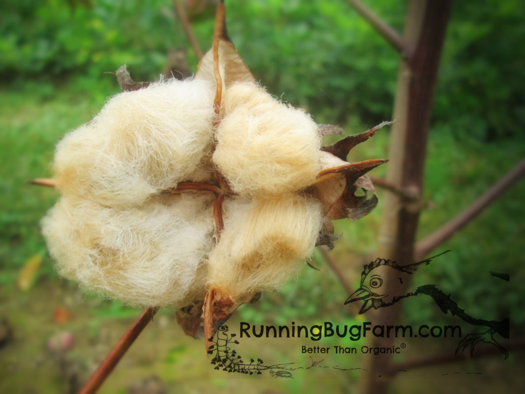 Grow your own clean plant based cotton fibers to harvest and spin. Save the lint free seeds for planting the following season. Sea Island brown cotton is an heirloom cotton that has fibers that are naturally brown in color.