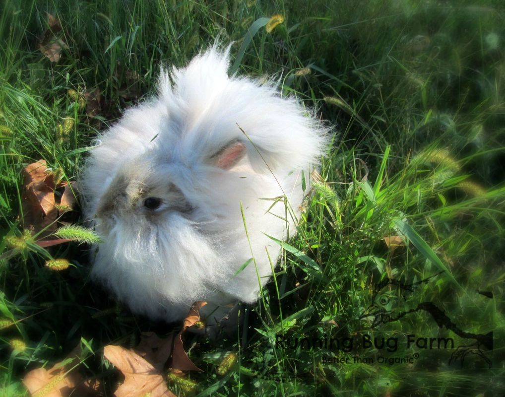 Picture of a Chocolate Agouti English Angora Doe outside in the grass with fallen leaves.