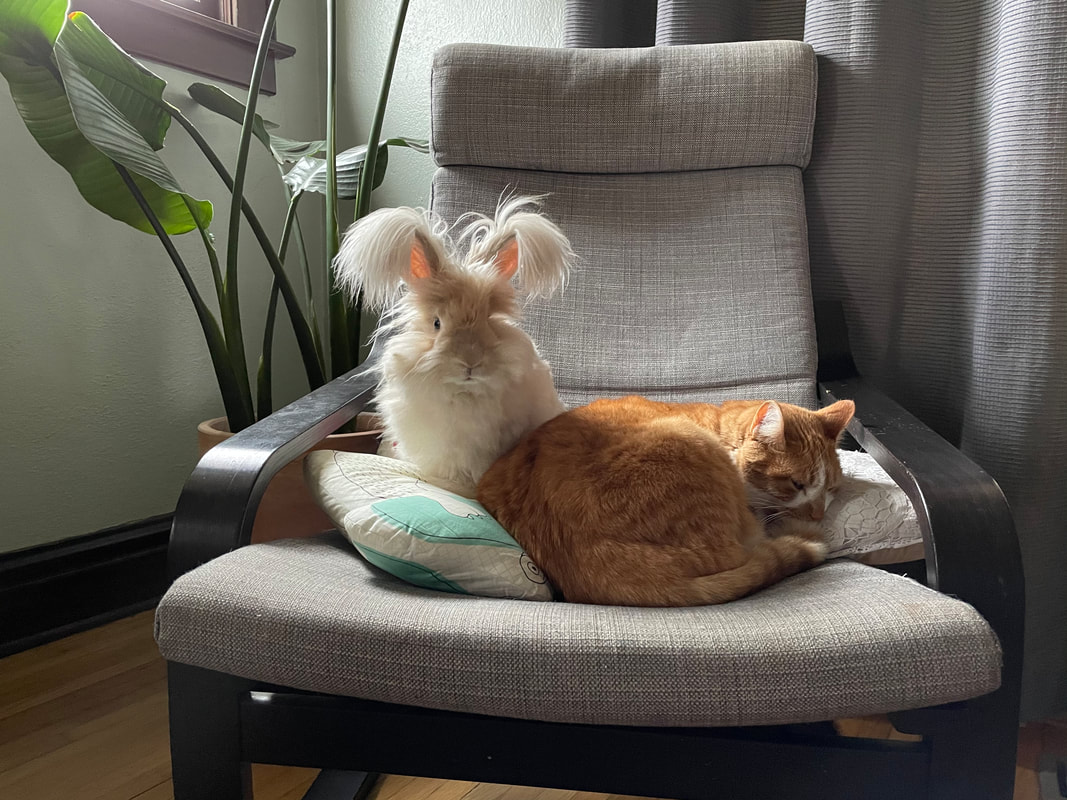 Picture of a healthy Lynx English Angora buck rabbit with a orange cat hanging out together on a chair. Customer supplied photo sent to Running Bug Farm.