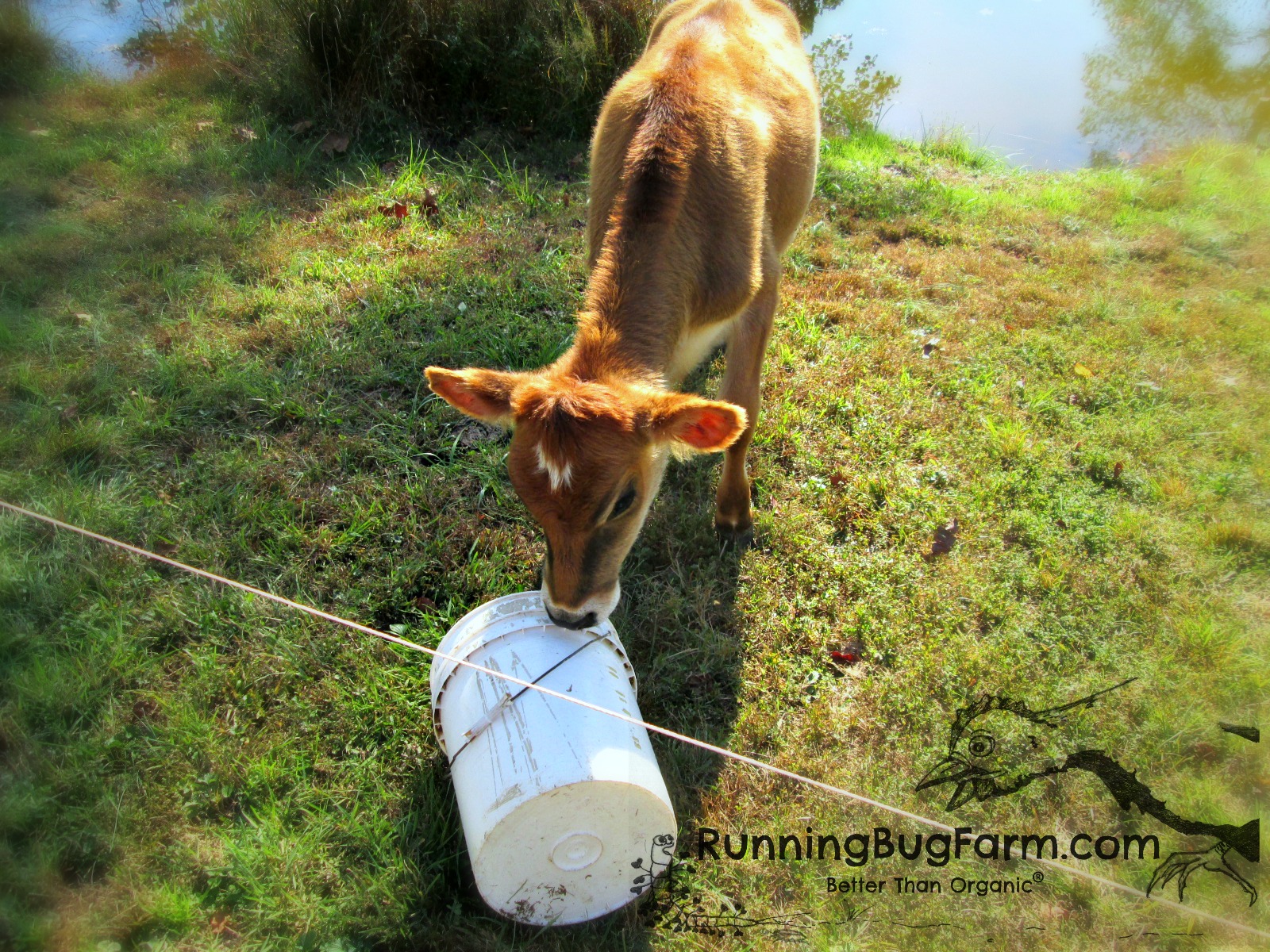 How do you get a bottle fed cow to drink from a fresh water source when she previously only drank from a bucket?