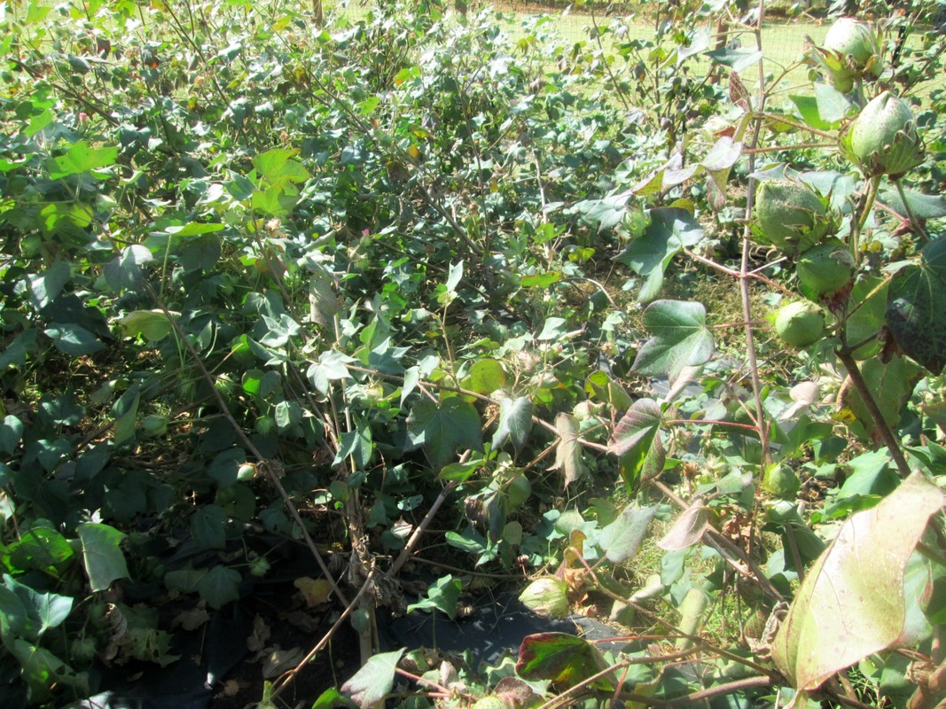 Picture of Arkansas Green cotton plants heavily weighed down with bolls, causing the plants to bend and snap even with staking.
