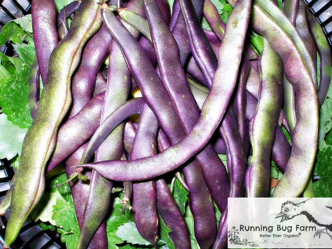 Growing guide to DIY heirloom non gmo purple podded pole beans organically at home.