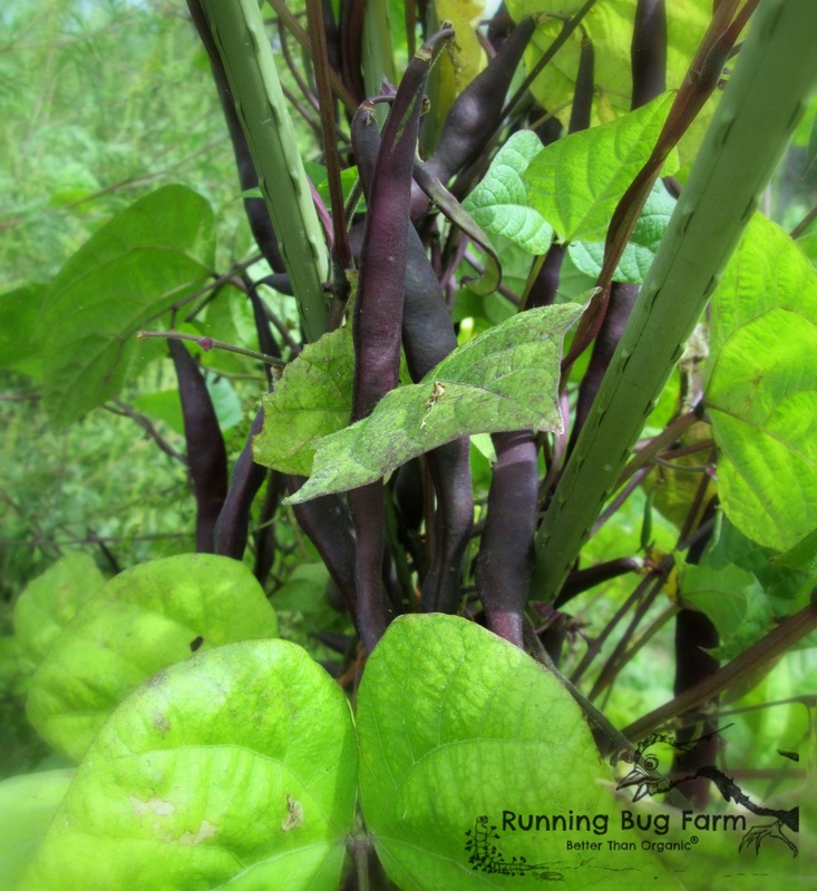 Learn how to grow your own non gmo purple podded pole beans organically from home. Easy peasy DIY growing guide.
