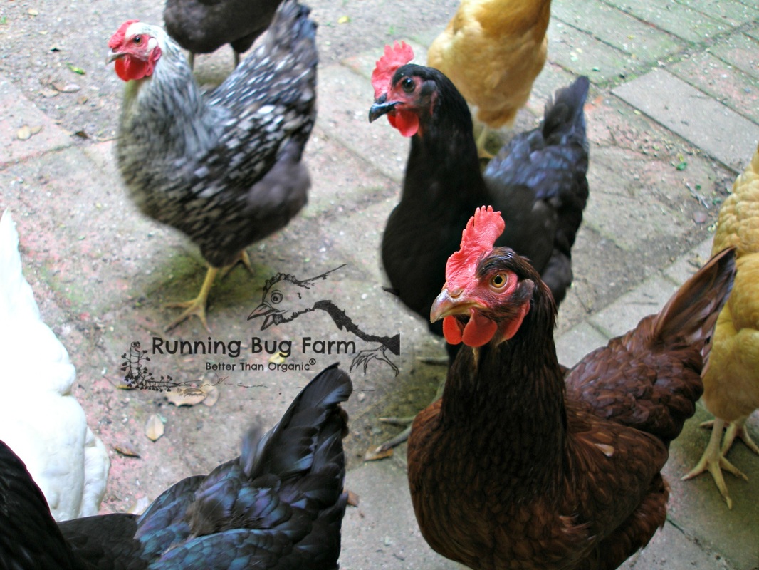 Curious young hens rush to the call of 