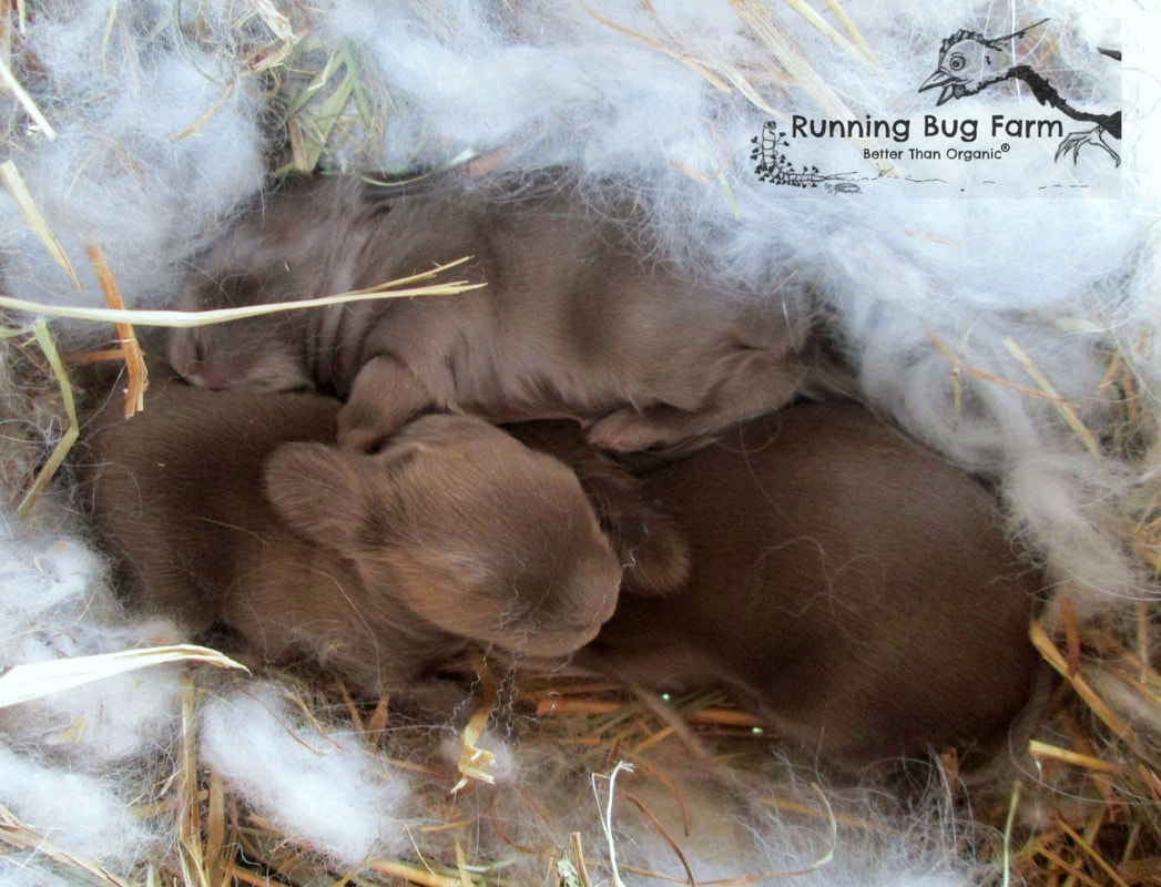Photo of chocolate English Angora baby bunnies in the nest box.