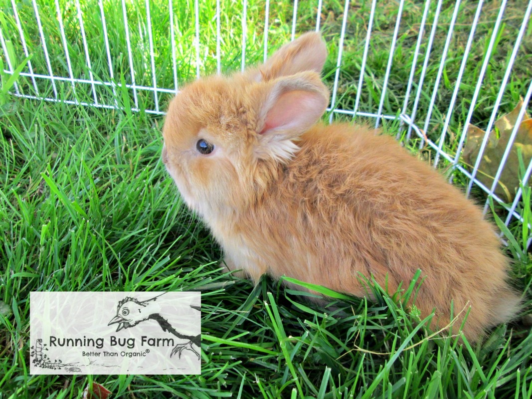 Picture of an adorable chocoalte tortoiseshell baby English Angora bunny playing in the grass.