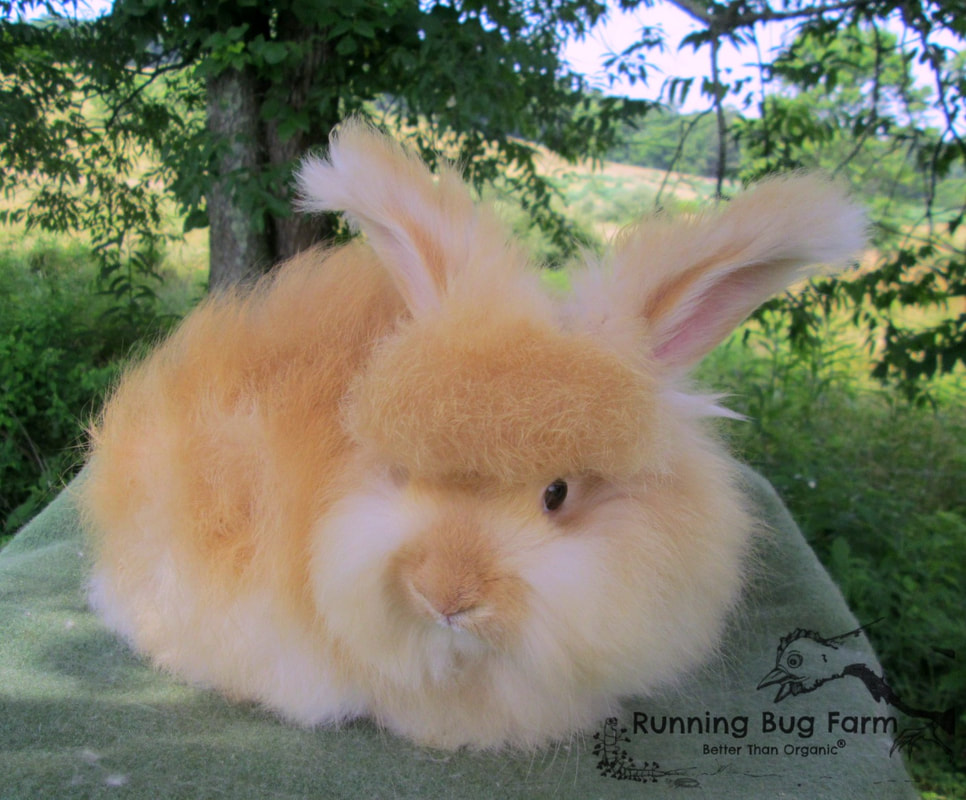 Adorable picture of a baby English Angora boy bunny.  The color is high rufus fawn, which is very close to a red english angora rabbit.