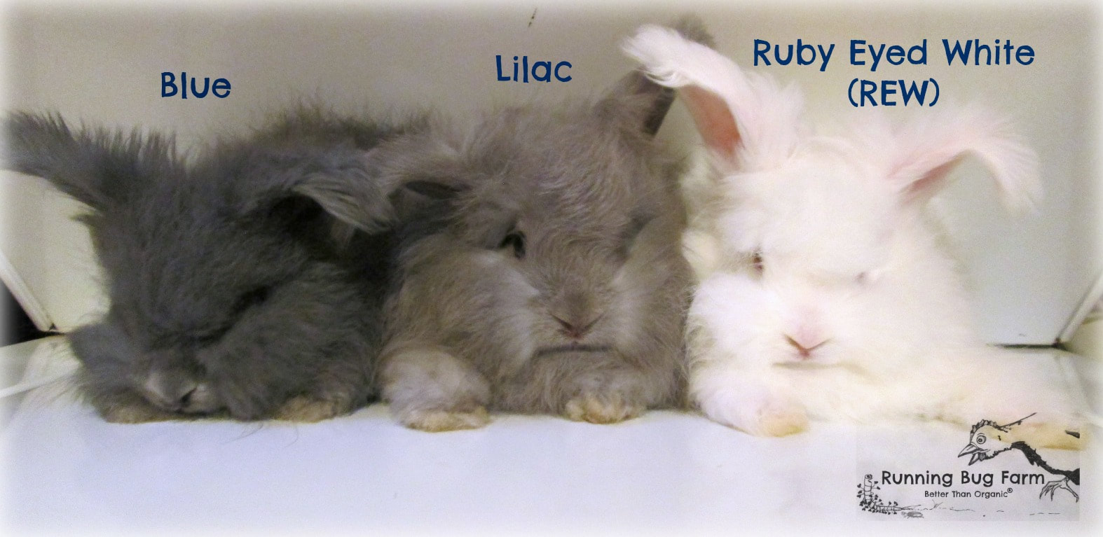 Angora rabbit color comparison between  blue, lilac, and REW (Ruby Eyed White) English Angora jr bunny rabbits