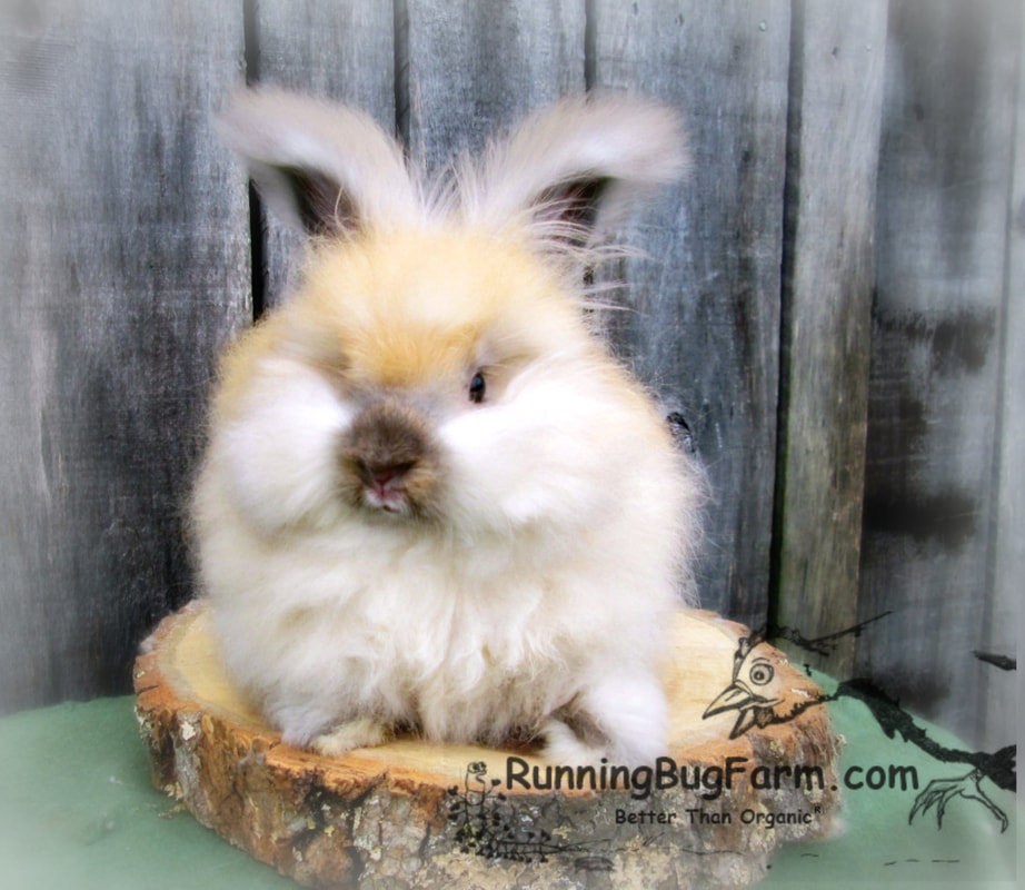 Picture of a young tortoiseshell colored aka tort or black tort angora bunny.