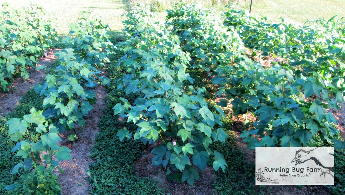 Grown your own heirloom Sea Island Brown cotton without chemicals. Organic growing guide from Running Bug Farm Better Than Organic.