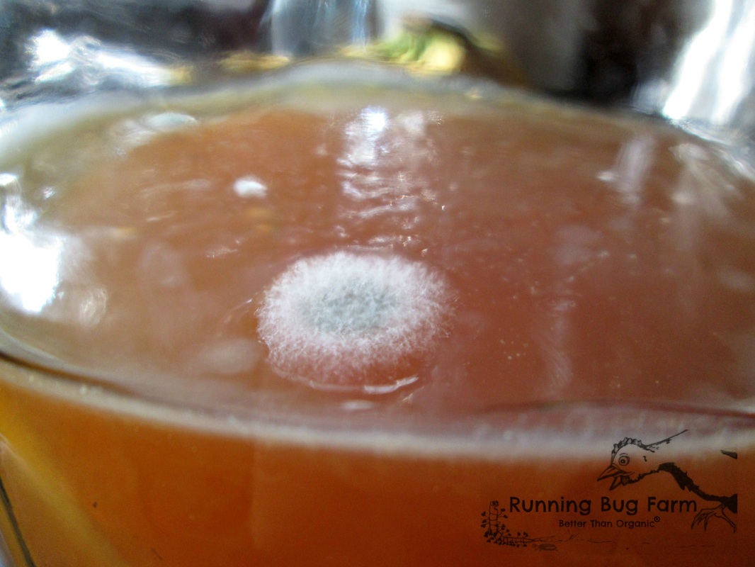 Picture of mold growing on a young kombucha SCOBY. The entire batch must be tossed out. Everything must be cleaned. Start Over.