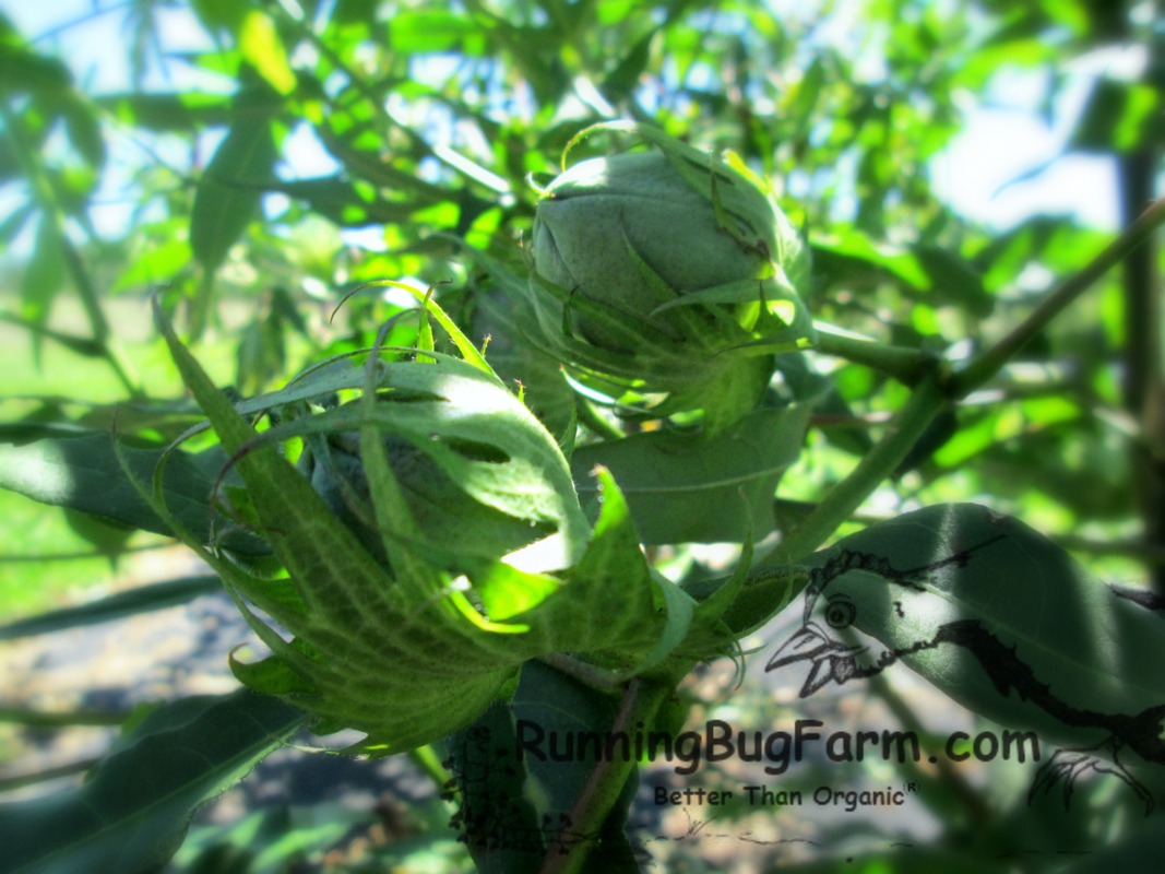 How to grow heirloom Nankeen brown cotton from seed outdoors without chemicals.