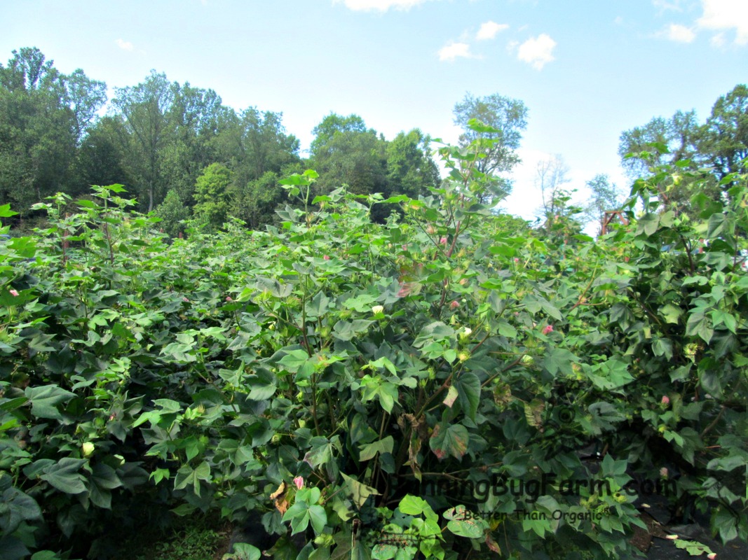 Arkansas Green cotton 