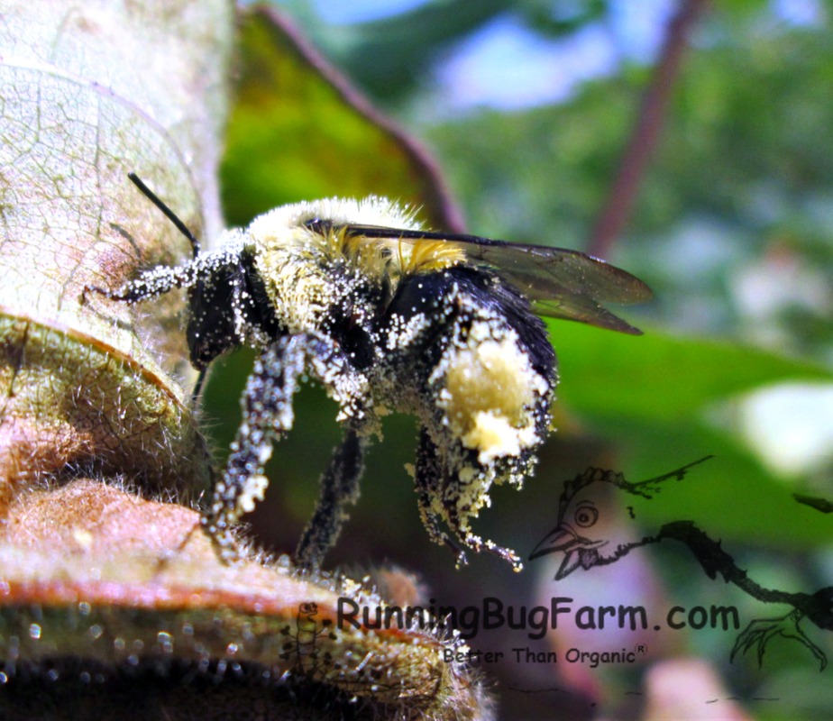 Picture of a worker bee overloaded with pollen while visiting the flowering cotton plants at running bug farm.